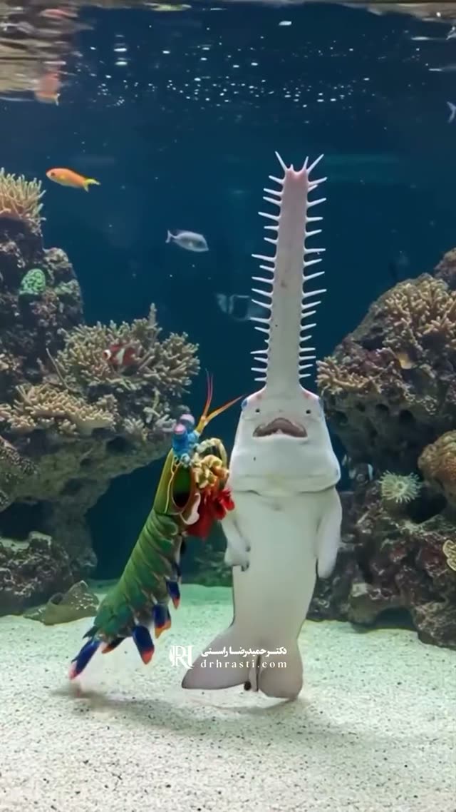 🌊👃 برای اولین بار عمل بینی زیر آب