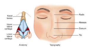 Anatomy of the nose